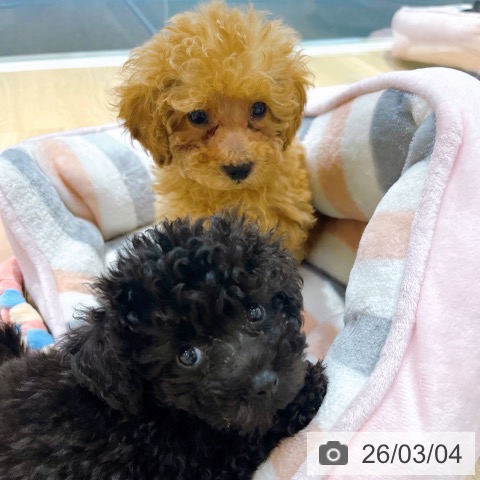 大阪府のトイプードル(トイ) (ペットプラス イオン大日店/2025年12月28日生まれ/女の子/ブラック)の子犬の3枚目の画像