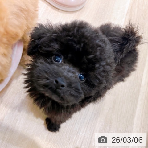 大阪府のトイプードル(トイ) (ペットプラス イオン大日店/2025年12月28日生まれ/女の子/ブラック)の子犬の3枚目の画像