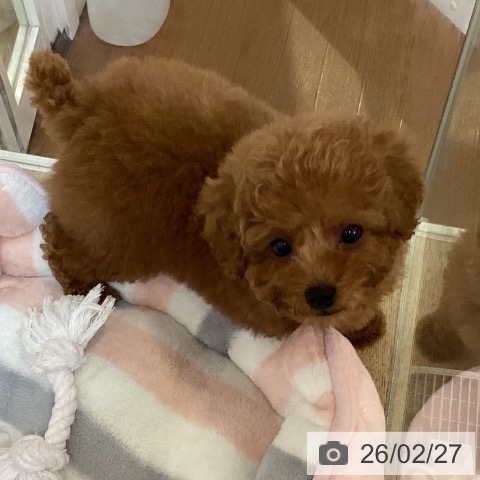 トイ・プードルの写真