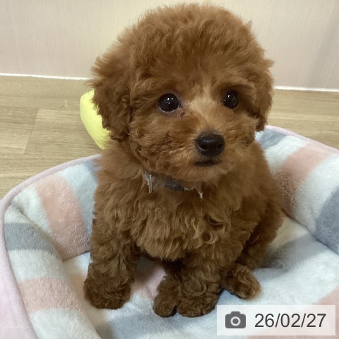 トイ・プードルの写真