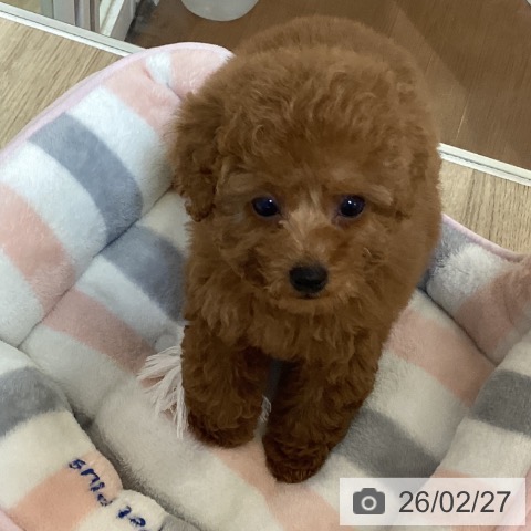 トイ・プードルの写真