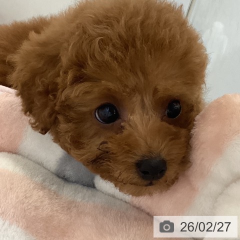 トイ・プードルの写真