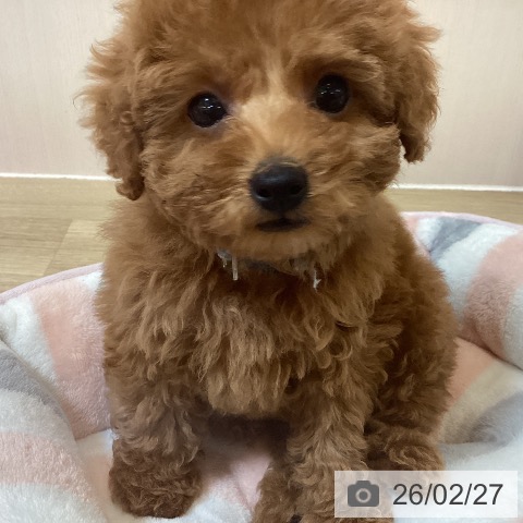 トイ・プードルの写真