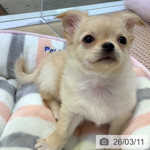 兵庫県のチワワ(ロング) (ペットプラス 明石店/2025年12月27日生まれ/男の子/クリームホワイト)の子犬の4枚目の画像