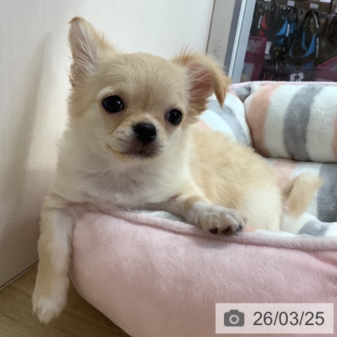 兵庫県のチワワ(ロング) (ペットプラス 明石店/2025年12月27日生まれ/男の子/クリームホワイト)の子犬の4枚目の画像