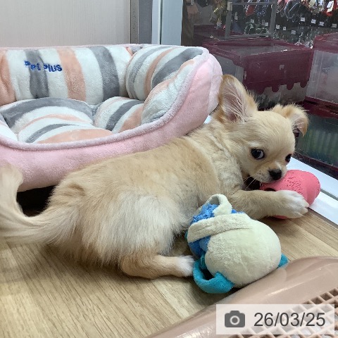 兵庫県のチワワ(ロング) (ペットプラス 明石店/2025年12月27日生まれ/男の子/クリームホワイト)の子犬の3枚目の画像