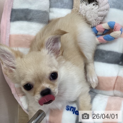 兵庫県のチワワ(ロング) (ペットプラス 明石店/2025年12月27日生まれ/男の子/クリームホワイト)の子犬の4枚目の画像