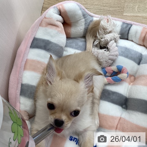 兵庫県のチワワ(ロング) (ペットプラス 明石店/2025年12月27日生まれ/男の子/クリームホワイト)の子犬の3枚目の画像