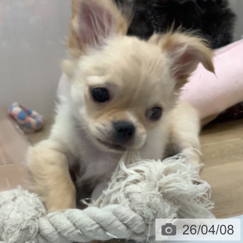 兵庫県のチワワ(ロング) (ペットプラス 明石店/2025年12月27日生まれ/男の子/クリームホワイト)の子犬の3枚目の画像