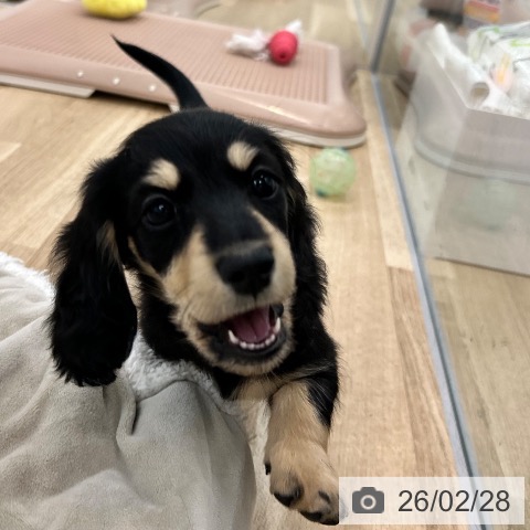 ミニチュア・ダックスフンドの写真