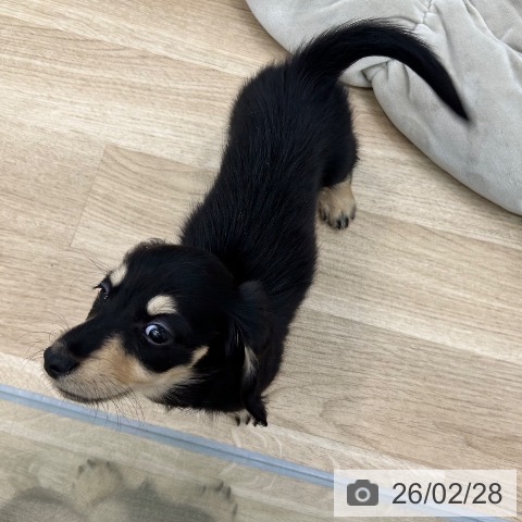 ミニチュア・ダックスフンドの写真