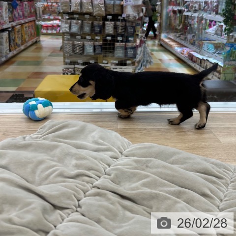 ミニチュア・ダックスフンドの写真