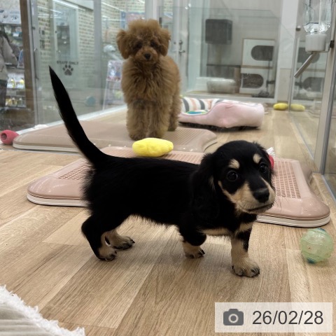 ミニチュア・ダックスフンドの写真