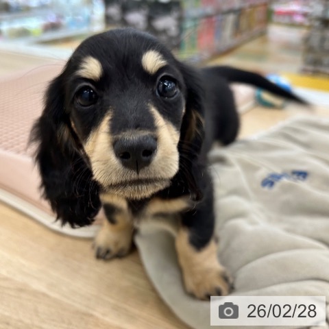 ミニチュア・ダックスフンドの写真