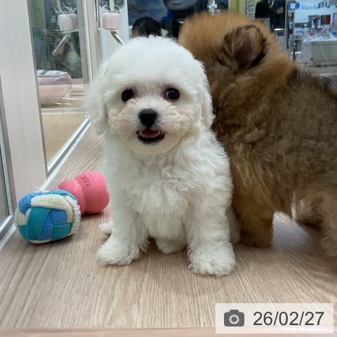 ビション・フリーゼの写真