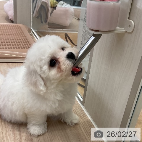 ビション・フリーゼの写真