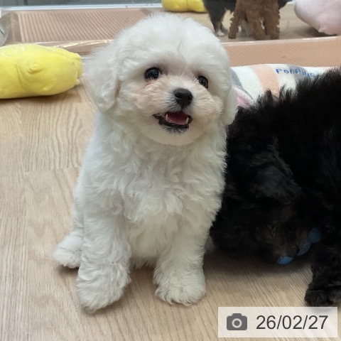 ビション・フリーゼの写真