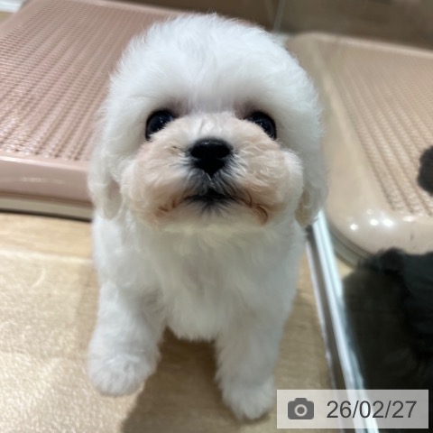 ビション・フリーゼの写真