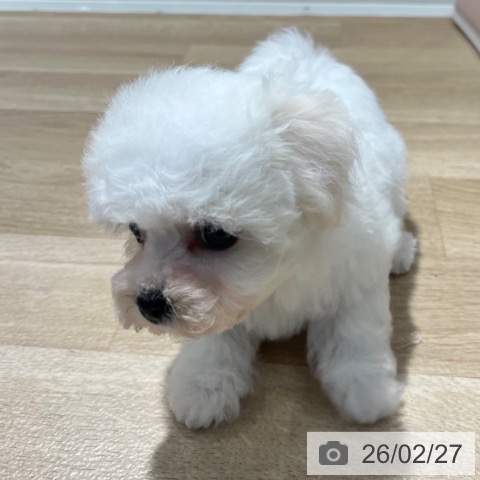 ビション・フリーゼの写真