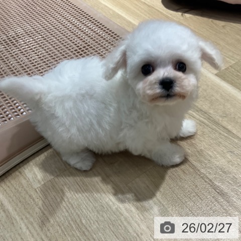 ビション・フリーゼの写真