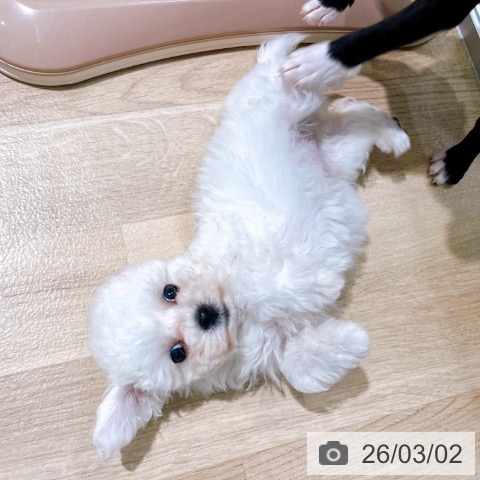 大阪府のビションフリーゼ (ペットプラス イオン大日店/2025年12月29日生まれ/女の子/ホワイト)の子犬の4枚目の画像
