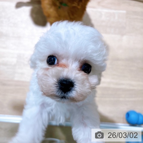 大阪府のビションフリーゼ (ペットプラス イオン大日店/2025年12月29日生まれ/女の子/ホワイト)の子犬の3枚目の画像