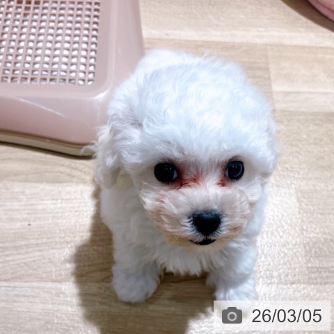 大阪府のビションフリーゼ (ペットプラス イオン大日店/2025年12月29日生まれ/女の子/ホワイト)の子犬の4枚目の画像