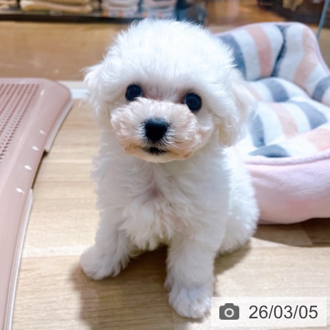 大阪府のビションフリーゼ (ペットプラス イオン大日店/2025年12月29日生まれ/女の子/ホワイト)の子犬の3枚目の画像