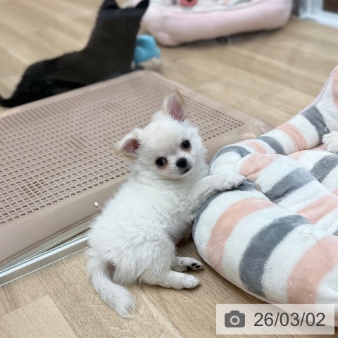 京都府のチワワ(ロング) (ペットプラス 久御山店/2025年12月27日生まれ/男の子/ホワイトクリーム)の子犬の4枚目の画像