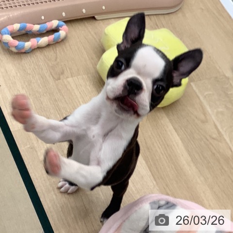 大阪府のボストンテリア (ペットプラス りんくう泉南店/2025年12月27日生まれ/男の子/ボストンカラー)の子犬の4枚目の画像