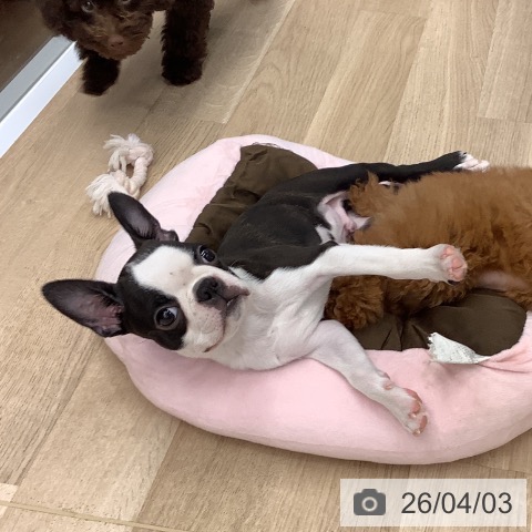 大阪府のボストンテリア (ペットプラス りんくう泉南店/2025年12月27日生まれ/男の子/ボストンカラー)の子犬の4枚目の画像