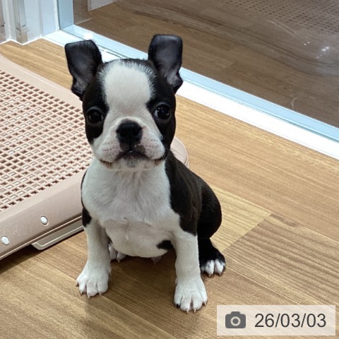 大阪府のボストンテリア (ペットプラス りんくう泉南店/2025年12月27日生まれ/男の子/ボストンカラー)の子犬の3枚目の画像