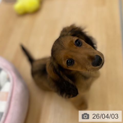 ミニチュア・ダックスフンドの写真