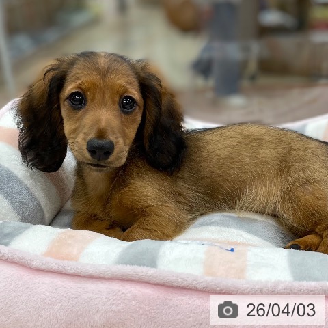 ミニチュア・ダックスフンドの写真