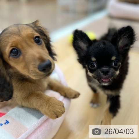 ミニチュア・ダックスフンドの写真