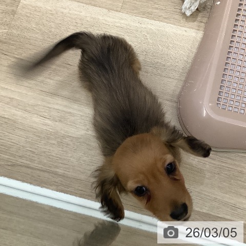 ミニチュア・ダックスフンドの写真