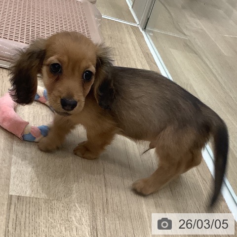 和歌山県のミニチュアダックスフンド(ロング) (ペットプラス 和歌山店/2025年12月25日生まれ/女の子/シェーデットレッド)の子犬の4枚目の画像