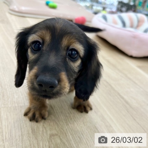 大阪府のカニンヘンダックスフンド(ロング) (ペットプラス 松原店/2025年12月31日生まれ/男の子/レッド)の子犬の4枚目の画像