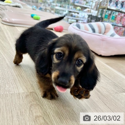 大阪府のカニンヘンダックスフンド(ロング) (ペットプラス 松原店/2025年12月31日生まれ/男の子/レッド)の子犬の3枚目の画像