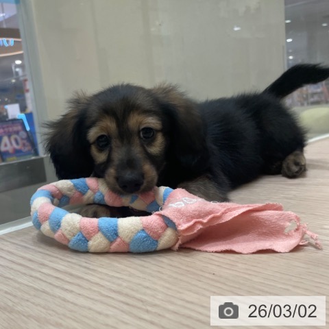 カニーンヘン・ダックスフンドの写真