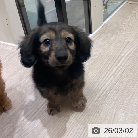 カニーンヘン・ダックスフンドの写真