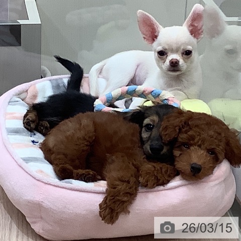 大阪府のカニンヘンダックスフンド(ロング) (ペットプラス 大阪ドームシティ店/2025年12月31日生まれ/男の子/レッド)の子犬の4枚目の画像