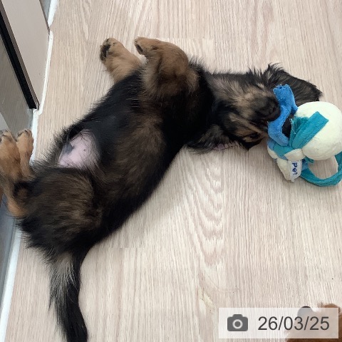 大阪府のカニンヘンダックスフンド(ロング) (ペットプラス 大阪ドームシティ店/2025年12月31日生まれ/男の子/レッド)の子犬の4枚目の画像