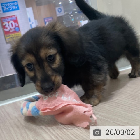 大阪府のカニンヘンダックスフンド(ロング) (ペットプラス 大阪ドームシティ店/2025年12月31日生まれ/男の子/レッド)の子犬の3枚目の画像