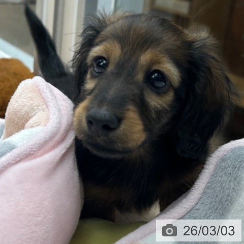 京都府のカニンヘンダックスフンド(ロング) (ペットプラス 京都桂川店/2025年12月31日生まれ/男の子/レッド)の子犬の3枚目の画像