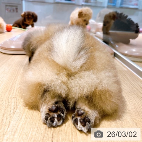 ペキニーズの写真