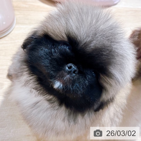 ペキニーズの写真