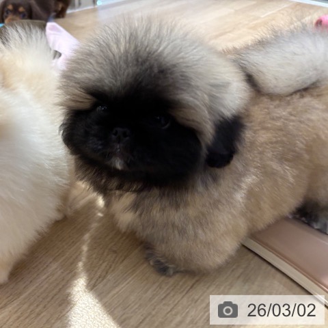 ペキニーズの写真