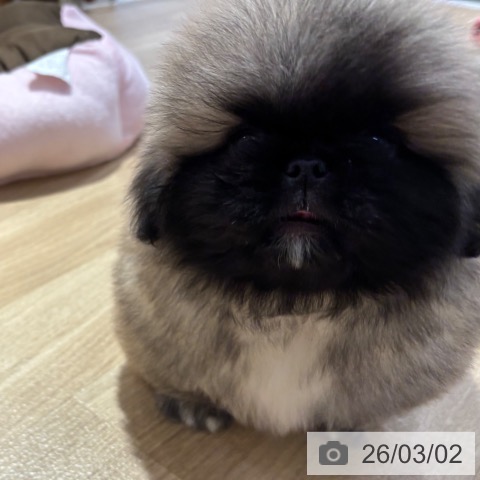 ペキニーズの写真
