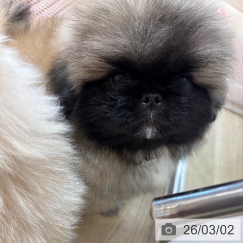 ペキニーズの写真